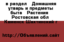 в раздел : Домашняя утварь и предметы быта » Растения . Ростовская обл.,Каменск-Шахтинский г.